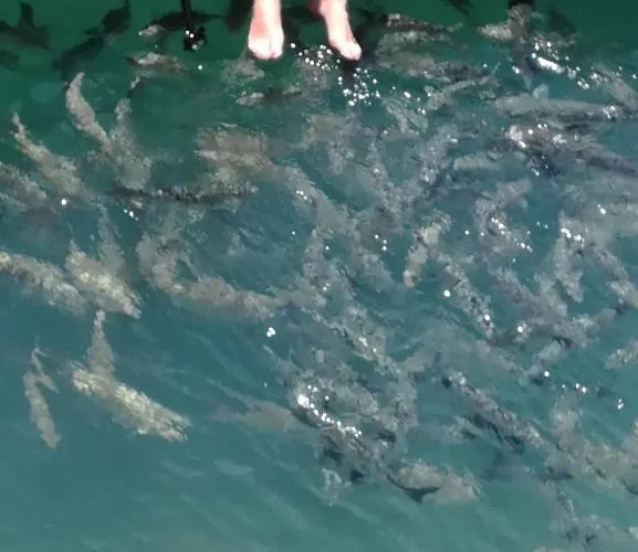 Hostal o Pensión Descanso y Relax Puerto del Rosario (Fuerteventura)